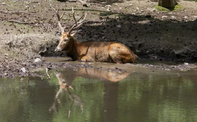 Père David's deer
